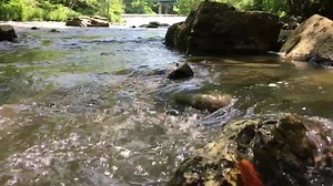 Rocky Fork Creek, at the end of the Hozho Canyon Trail. Just outside of the dam at Rocky Fork State Park. Part of the Arc of Appalachia. Highland Co. | SE Ohio Hiking Trails and Historical Sites.
