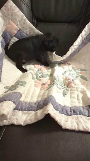 adorable little black female pug puppy, update video! she's spoken for!