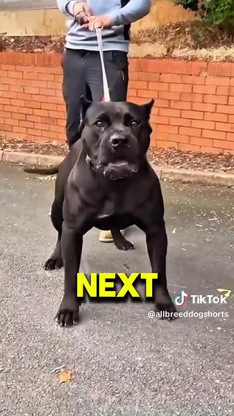 Presa Canario: The Powerful Guardian Dog