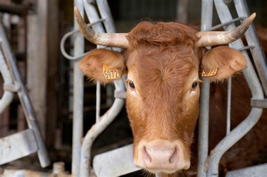 Stolen cow captured after breaking loose in northwest Wichita