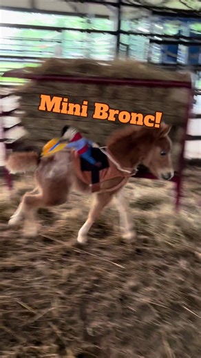 Mini Bronc Bucking into the Week! Funny Mini Horse Video