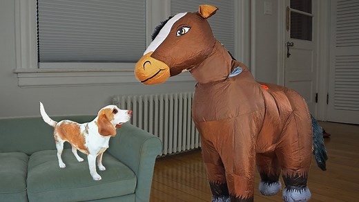 Owner dresses in 100+ costumes to surprise playful dogs