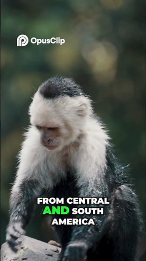 Old vs New World Monkeys - Can You Spot the Difference?