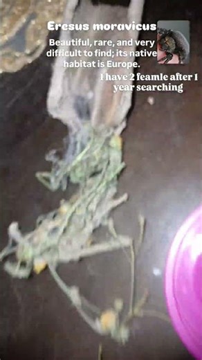 2 beauty femal 🖤💛#Spider #CamelSpider #Tarantula #ScaryNature #WildlifeSecrets