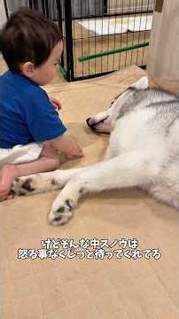 赤ちゃんの成長を優しく見守るハスキーが本当に尊い#ハスキン#シベリアンハスキー#ハスキー#犬と赤ちゃん#癒し