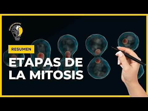 DIVISIÓN CELULAR 🔴 MITOSIS - (Resumen)