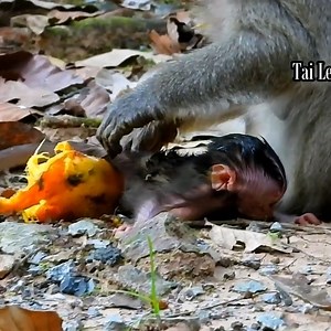 1.7K views · 25 reactions | Sound crying first time after birth by remove from mom hug. | Barry Winfrey | Facebook