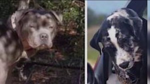 Accusations fly after DeLand 8-year-old killed in brutal dog attack