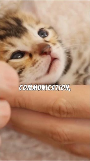 Here’s the Reason Why Your Cat BITES You 😾🖐️ #Cats #Pets #Shorts