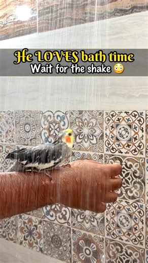 My cockatiel loves bath time 💦 | Chirps by Piku🐣| #cockatiel #cutebird #birds #pets #cuteanimals