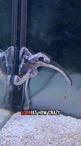 36K views · 709 reactions |  Draymond vs. Crab! 呂 Watch Draymond eyeing that tough crab in the tank 勞 Will he catch it or back out? Stay tuned to find out! #CrabVsDraymond #TikTokWildlife #octopus | JB Today | Facebook