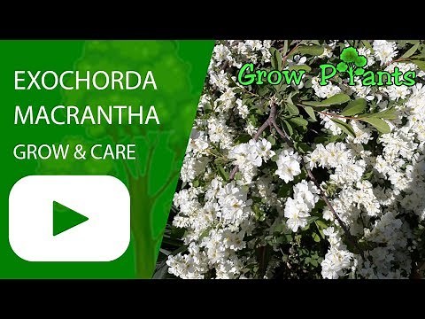 Exochorda macrantha - grow & care (Pearl bush)