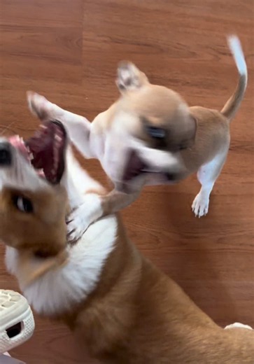 Corgi vs Chihuahua: pelea épica de mascotas y quién gana