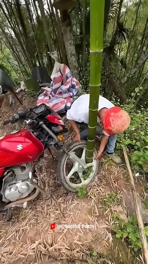 The Most Unexpected Thing Grew in His Motorcycle Wheel !🌱😨 #shorts #viral