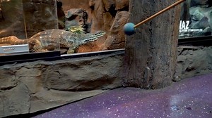 190K views · 4.5K reactions | Huge lizards try fish. My monitor...