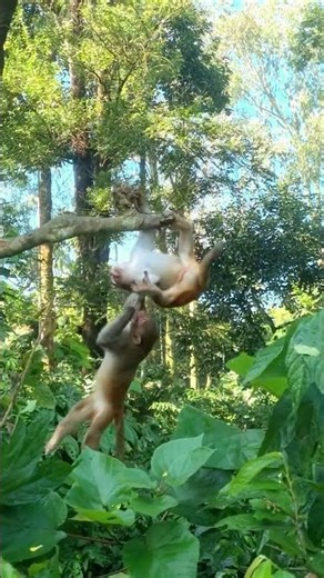 Monkey Playing and Suddenly Falls Down! 😀🤣 Funny Monkey Moments