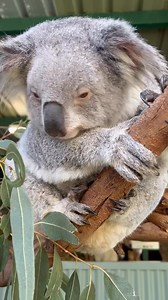 1.9K reactions · 104 shares | Did you know? Koalas have their own...