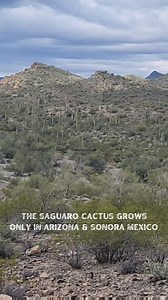 70K views · 9.8K reactions | Let the beauty of the Arizona desert warm you up on a cold winters day. . . #route66roadrelics #saguaro #desert #az | Route 66 Road Relics | Facebook