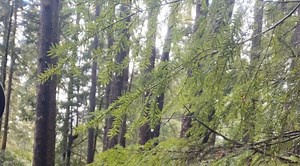 Why Western Hemlocks are some of the most incredible trees