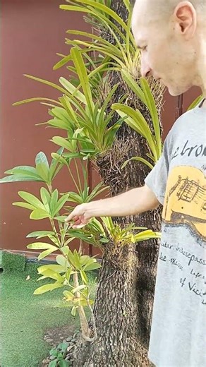 Pretty nature (an interesting tree and plants on it)