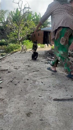 dogs chase each other #puppy #cute #dog #shortvideo