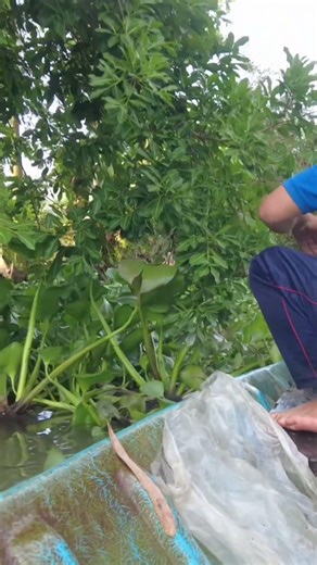 lụt bình tấp dô quá rồi#short