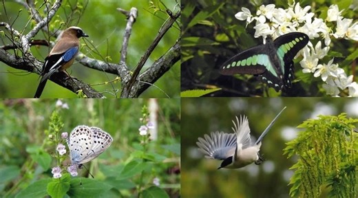 Five Trees, Millions of Small Forests: Japan’s Biodiversity Revolution