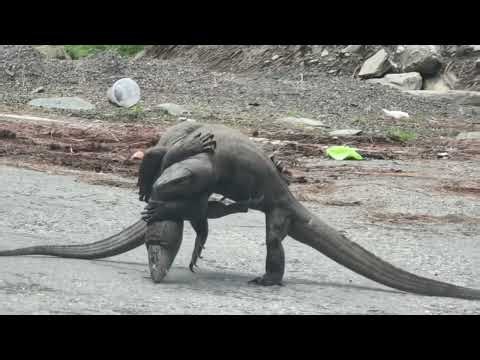 Wild Wrestling: Monitor Lizard vs Monitor Lizard | Real Jungle Fight 😨#MonitorLizardFight