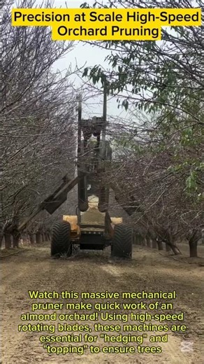 Precision at Scale High-Speed Orchard Pruning