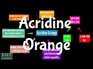 Acridine Orange Staining |