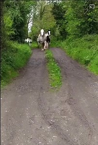 2.9K views · 146 reactions | The beauty of a horses 濾濾 is amazing No one will get tired of looking at it in all its splendor | Beauty of Nature | Facebook