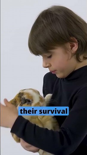 90% of owners do this before leaving, and the rabbits suffer in silence.