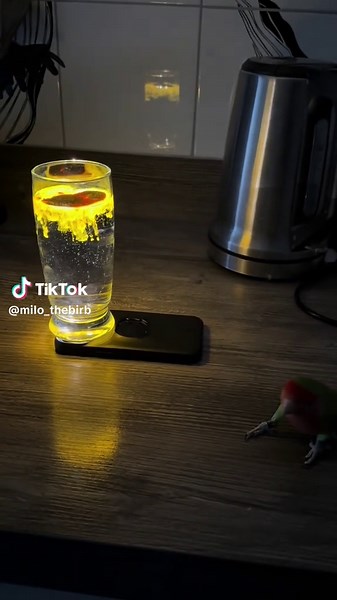Trying out some magic 🪄 with Milo! He seemed scared😱 #magic #watermagic #goviral #viralvideos #fyp #bird #birdsoftiktok🦜 #parrot #lovebird
