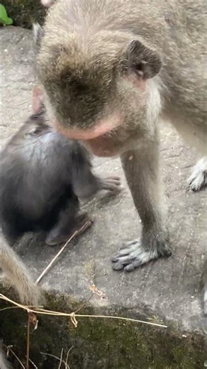 Baby monkey Jolan elbow abscess going to be..?