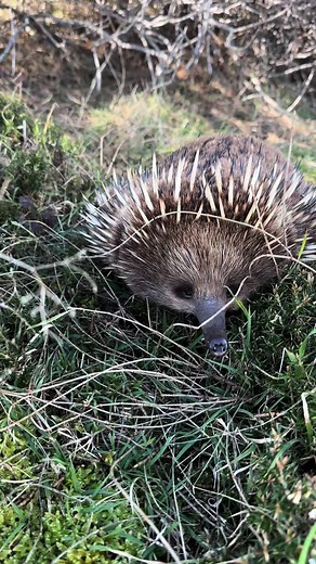 The Enchanting World of Australian Echidnas