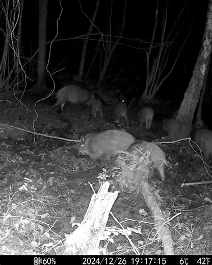 Badger Searching Food & Boars Rolling in Rain Mud