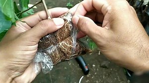 Early Adora: Table Grapes by Air Layer | Grafting Examples