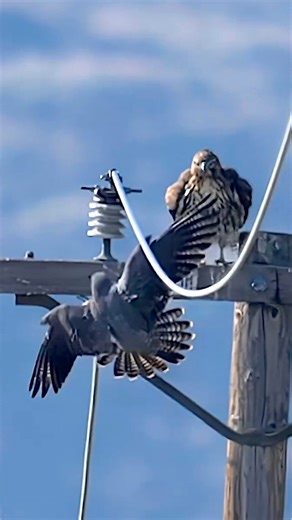 870K views · 33K reactions | When command center tells Falcon 1 to abort the mission. . . . #falcon #falcons #peregrenefalcon #birdsofprey #birdsofinstagram #abortthemission #redtailedhawk | Ta2020photography | Facebook