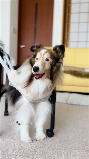 【18歳5ヶ月】歩行器調整して、歩きやすくなったよ🐾🤗 #シェルティ