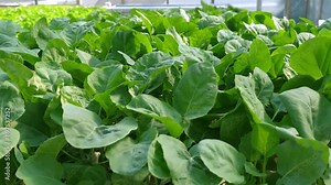 Fresh green spinach leaves growing in greenhouse, organic agriculture and healthy eating. Organic Farming and Sustainability.