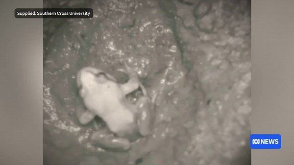 These frogs are tiny, but their very existence is a huge sign of hope