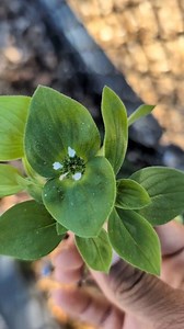 Medicinal Herbs 101: Rough Mexican Clover or Florida pusley | The Weeds and Seeds Guy