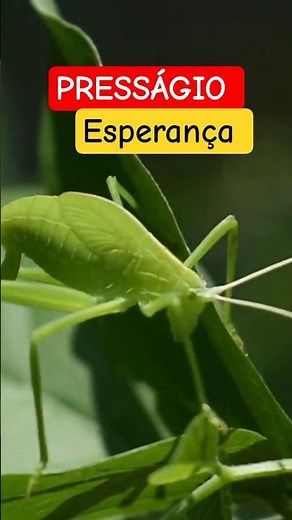 PRESSÁGIO DA ESPERANÇA - ESPIRITUALIDADE EXPLICA 🦗✨