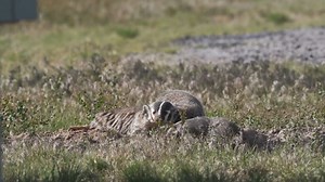 88K views · 3.3K reactions | Enjoy 30 seconds of American badger family time. With their short, powerful limbs, claws and partially webbed feet, the American badger is designed for digging. They can maintain multiple dens at once, and the mid-sized mammal predators dig to hunt rodents, too. This family was seen outside their grassland den at Malheur National Wildlife Refuge in southeast Oregon. Video: Dan Streiffert | USFWS Columbia Pacific Northwest | Facebook