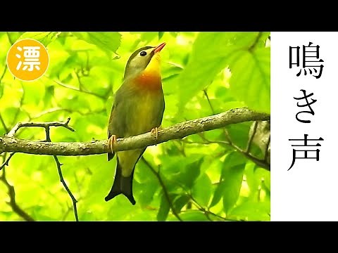 ソウシチョウの鳴き声 (さえずり・地鳴き)