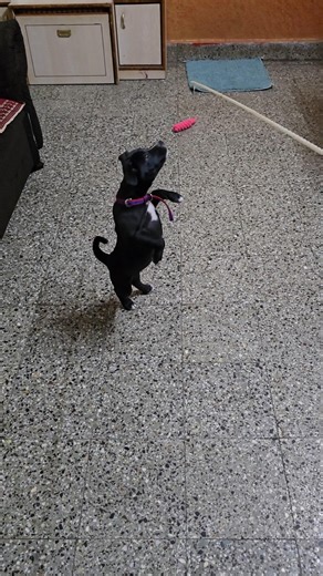 Get ready for takeoff! Roxy's Pitbull puppy jump training is adorable |Roxy|Dog|Puppy|DogLove|APBT