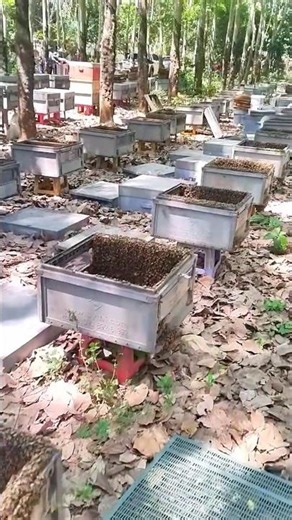 This is my bee Farm #bee #honey #honeybeesting #workerbee #beekeeping