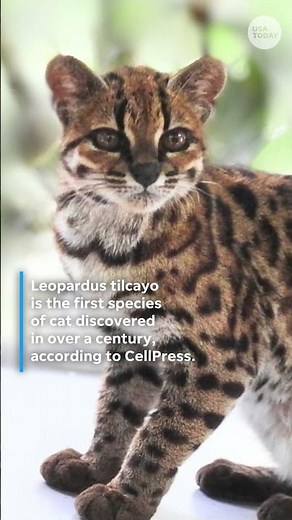 Scientists find first new cat species in over a century in Bolivia