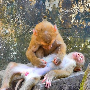 9.8K views · 309 reactions | So cool! Baby Monkey Leo getting to help from Angela | Monkey Post | Facebook