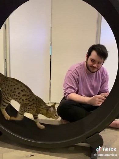 Cat Wheel Fun for James the Cat